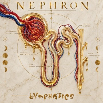 Nephron